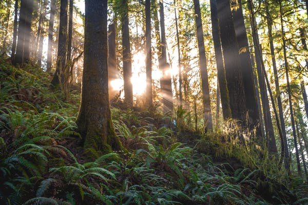 nature image