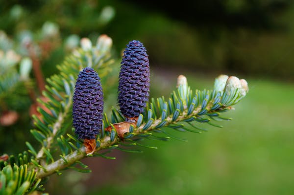 nature image