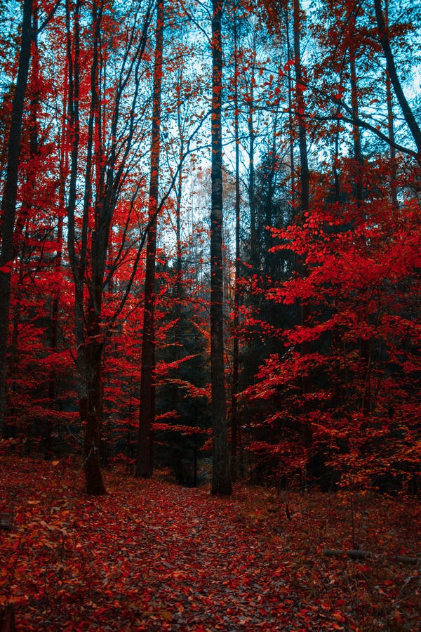 nature image