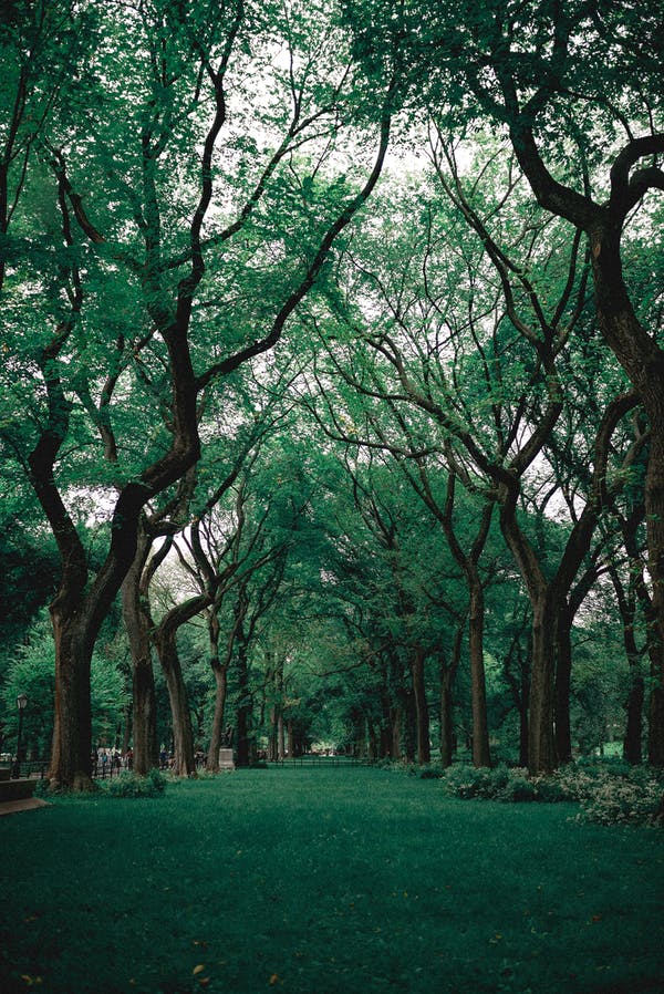 nature image